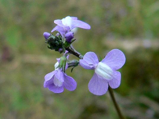 {Nuttallanthus canadensis}